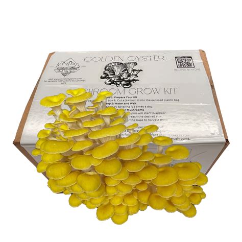 Golden Oyster Grow Kit - Buy Online | Foraged