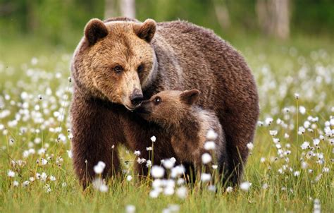 Wallpaper Forest Grass Glade Baby Bear Bears Bear Walk Cub Mom