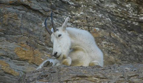 Goat Lick At Glacier National Park Telegraph