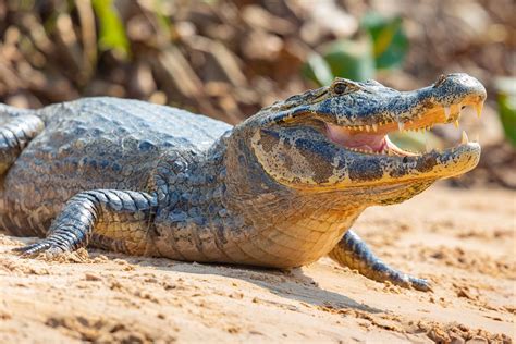 Spectacled caiman | Size, Habitat, & Facts | Britannica