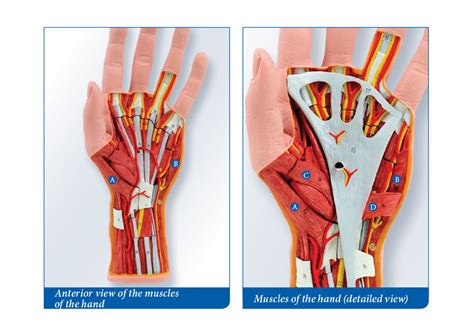 anterior - hand muscles Diagram | Quizlet