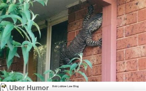 Lizards in Australia | Funny Pictures, Quotes, Pics, Photos, Images ...