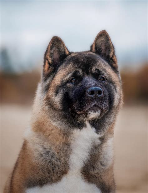 American Akita Gr E Gewicht Wesen Temperament Erziehung