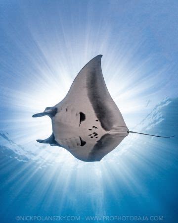 Weekly Underwater Hot Shot Week 45 By Haydn Salvas UnderwaterPhotography Blog