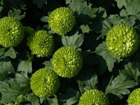 2 Hundred Chrysanthemum Button Mums Flower Royalty Free Images Stock