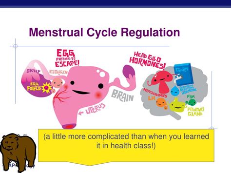 Ppt Menstrual Cycle Regulation Powerpoint Presentation Free Download