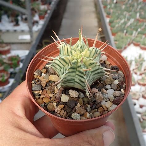 Euphorbia Meloformis Cv Variegata Uhlig Kakteen More Than 5 000