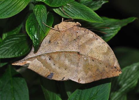 dead leaf butterfly creatures  camouflage oddfeed