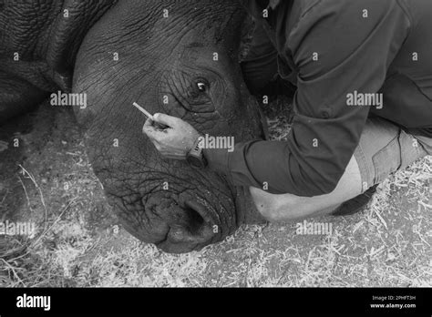 A Crying Rhino These Heart Breaking Images Show The Dehorning Of A