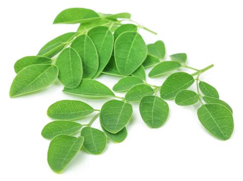 Moringa Wallpapers Wallpaper Cave