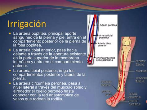 Fracturas De Tibia Y Peron Fisioterapia Ppt