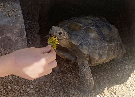 My Endangered Mojave Desert Tortoise Led An Epic Advent Adventure