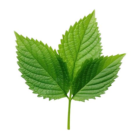 green herb leaf leaf herb spicy png transparent image  clipart