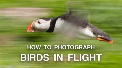 How To Photograph Birds In Flight Wildlife Photography Tips Youtube