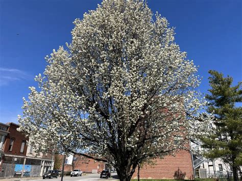 Program Exchanges Bradford Pear For Native Trees