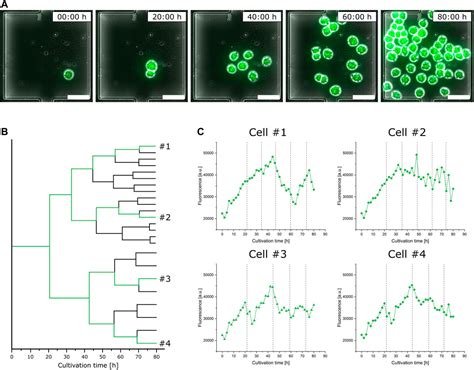 Frontiers Growth And Egfp Production Of Cho K Suspension Cells