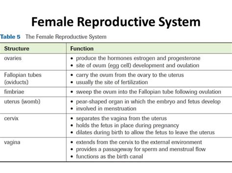 2 Female Reproductive System Female Reproductive System