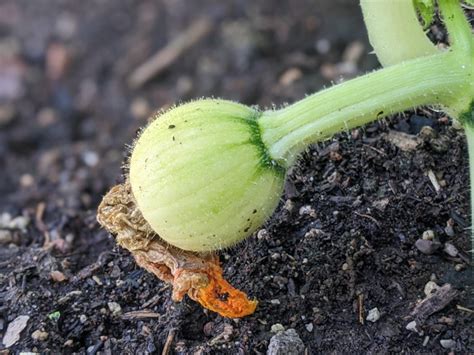 A Gourd-geous Fall Harvest | Desert Botanical Garden