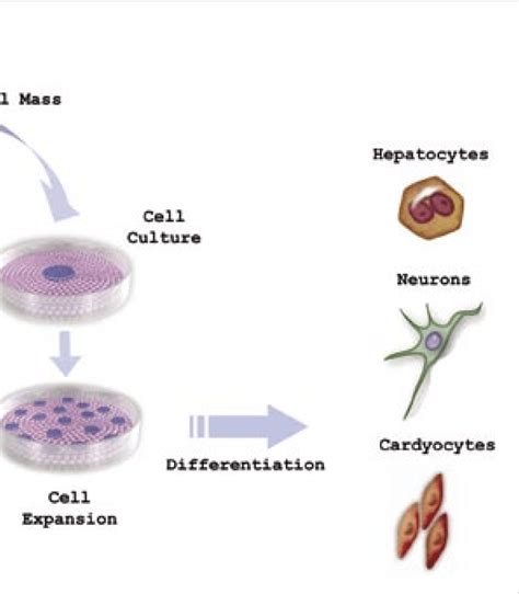 Origin and differentiation potential of embryonic stem cells and the ...