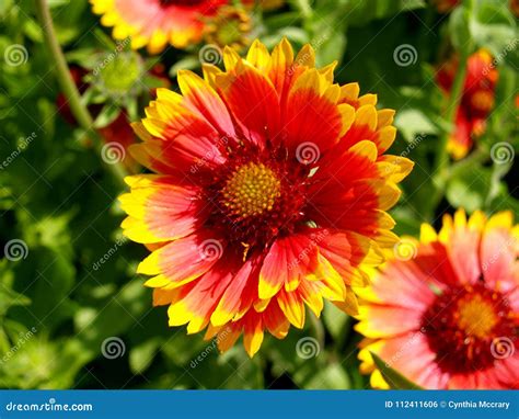 Indian Blanket Flower Bloom Stock Photo - Image of pulchella, wildflower: 112411606