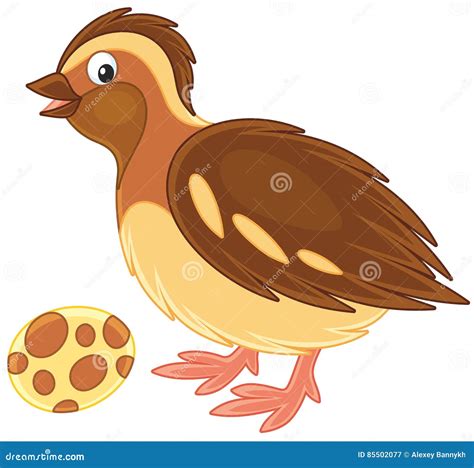 quail animal cartoon 7