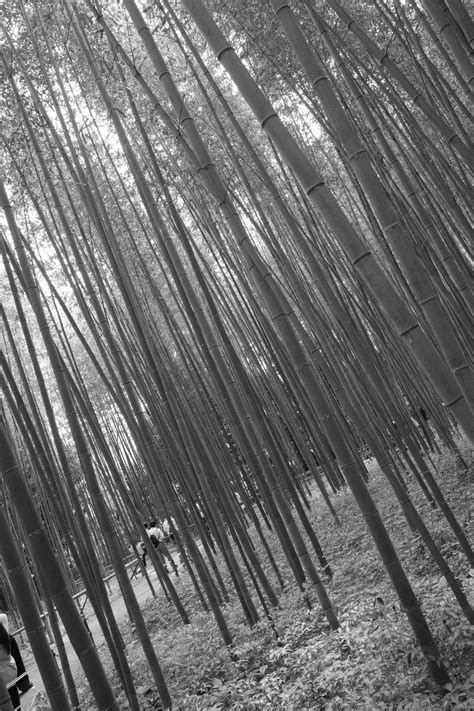 gr iv monochrome mikikusu