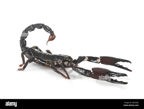 heterometrus spinifer  front  white background stock photo alamy