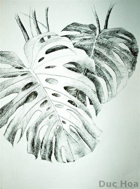 Лист монстеры рисунок карандашом (42 фото)