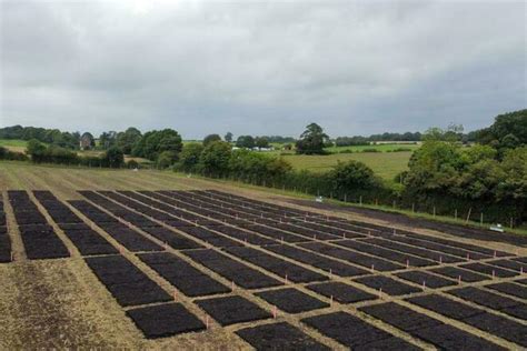 Mini Patch @ Roots Allotments, Meadow Hill Croydon - AllotMe