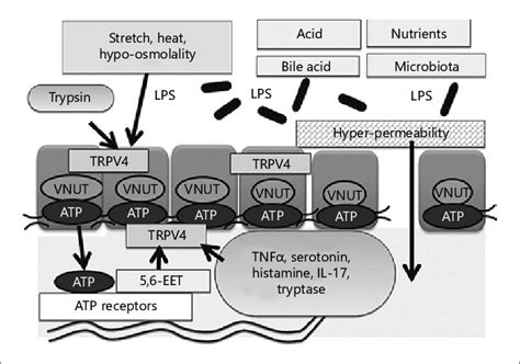 Proposed Molecular Mechanism Of Visceral Hypersensitivity Via Trpv As