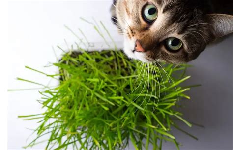 The Benefits Of Cat Grass - Is It Worth Spending Money On? » CatPointers