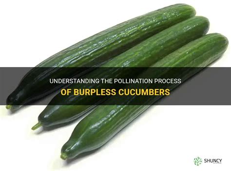 Understanding The Pollination Process Of Burpless Cucumbers Shuncy