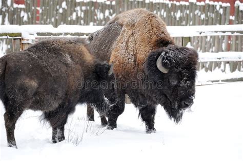 北美野牛在冬天 库存照片 图片 包括有 次幂 强大 木头 突出 降雪 空白 种类 原野 暴风雪 23099174