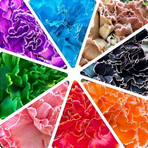 BioDye Fire Red (10g). Stem Absorbed Flower Dye for Cut Flowers