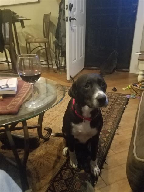 This is my new rescue dog. Trying to think of a good name. She is still