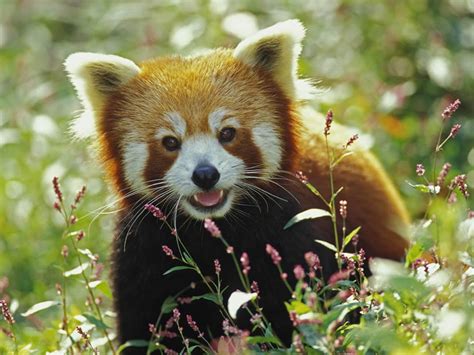 Panda Rojo Descubre Hechos Fascinantes E Informaci N Acer