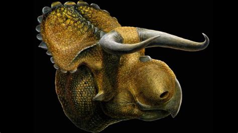 Scientists Discover a New Horned Dinosaur