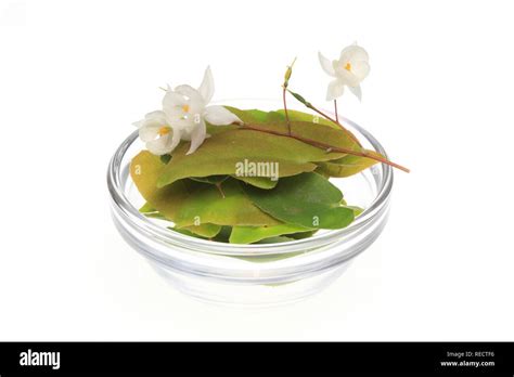 Medicinal Plant And Aphrodisiac Horny Goat Weed Epimedium Grandiflorum