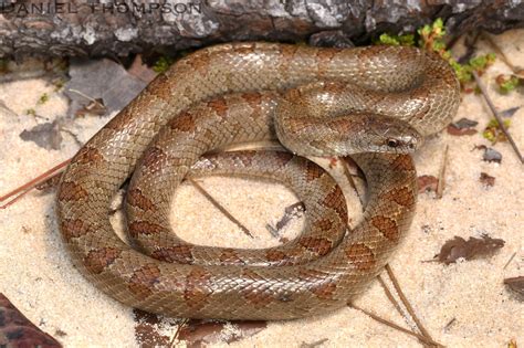 Mole Kingsnake Lampropeltis Calligaster Rhombomaculata T Flickr