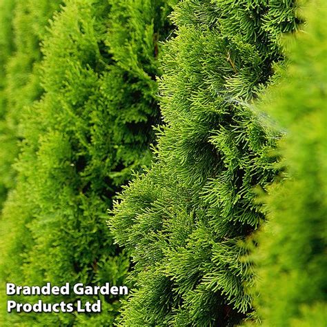 Thuja Occidentalis Golden Smaragd Suttons