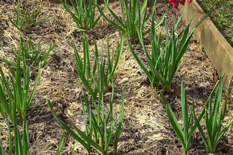 Чеснок который сажают целыми головками (кустовой): как сажать с фото