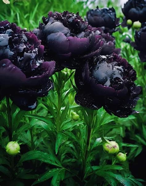 Black Beauty Peony Flower Seeds - Planting
