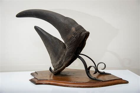 Black Rhino Horn Stolen From UVM Recovered | Vermont Public