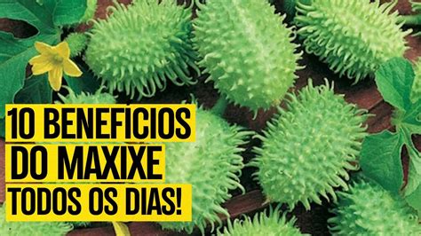 Para Que Serve O Chá Do Maxixe - 10 Benefícios do MAXIXE: Para que Serve e Como Usar - [TEM EFEITOS ...