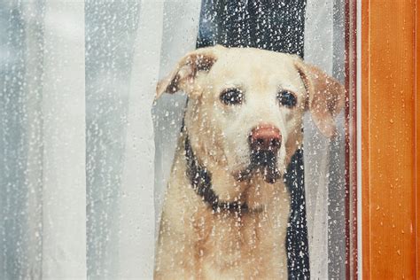 How to Help Pets Stay Calm During Thunderstorms and Fireworks - Perfect