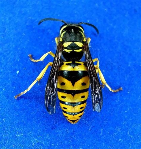 15 best Yellowjacket Traps images on Pinterest | Insects, Bugs and Bees