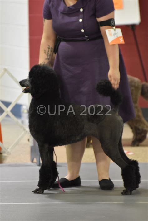 Events | United Poodle Association