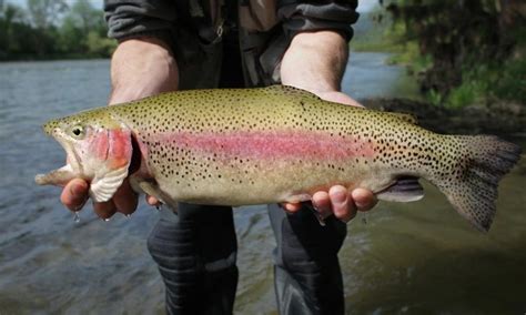 Trout Species Breakdown And Identification