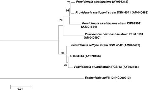 Phylogenetic Tree Based On 16s Rrna Gene Sequence Comparisons Over 1436