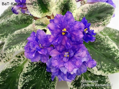 Ват Темная Госпожа Фиалка Фото – Telegraph